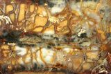 Colorful Red, Yellow, and Maroon Jasper/Agate Slab #279900-1